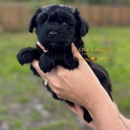 AKC Solid Black Female - Black female Miniature Schnauzer puppy in Lake Placid, Florida from Love Giver Schnauzers