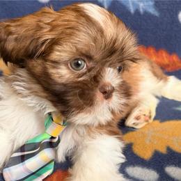 Blue - Liver and white male Shih Tzu puppy in Hemet, California from Aloha Shih Tzu