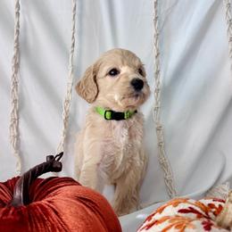 Cinnamon - Cream female Goldendoodle puppy in Cedartown, Georgia from Loyal Doodles