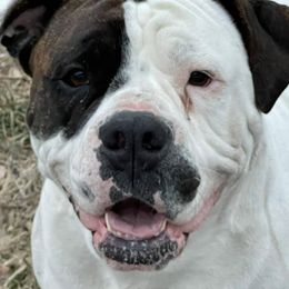 American Bulldogs and Australian Shepherds from Circle V Ranch & Express