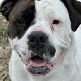 American Bulldogs and Australian Shepherds from Circle V Ranch & Express