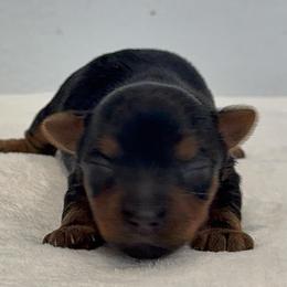 Sailor 1 - Black and gold male Yorkshire Terrier puppy in Los Angeles, California from 818 Yorkies