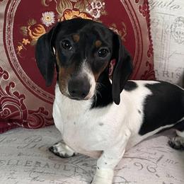 Poppet - Dachshund