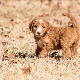 Goldendoodle Puppies from GoldenFido