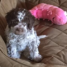 Lagotto Romagnolo Puppies from Fino Lagotto