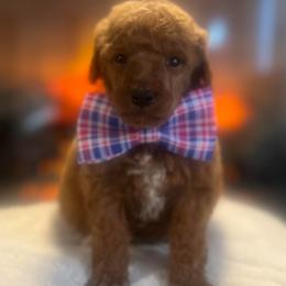 Zyphyr - Red  male Poodle puppy in Quitman, Mississippi from P&D Palace