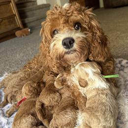 Cockapoos from Kristina Martin