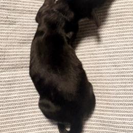 Black boy - Black male Dachshund puppy in Newark, Delaware from Rich Point