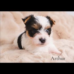 Arthur - Parti male Yorkshire Terrier puppy in Greenwood, Wisconsin from Selah and Co.