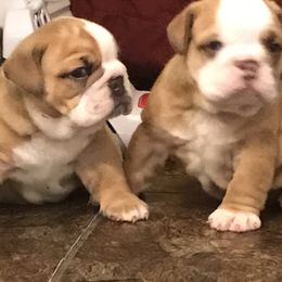 Bulldog and French Bulldog Puppies from English and Frenchie kennels