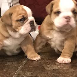 Bulldog and French Bulldog Puppies from English and Frenchie kennels