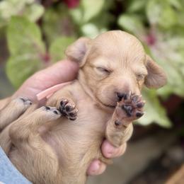 Opal - Cream female Dachshund puppy in Wharton County, Texas from Country Bumpkins
