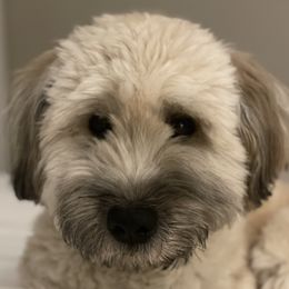Webster - Soft Coated Wheaten Terrier