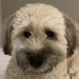 Webster - Soft Coated Wheaten Terrier
