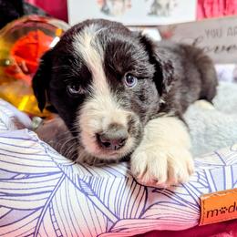 Ash - Black & white male Australian Shepherd puppy in Citra, Florida from AEW Farm