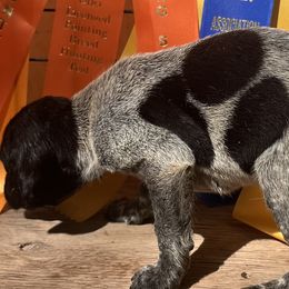 Girl 4 - German Shorthaired Pointer puppy in Buckner, Missouri from Bourbon Creek Kennels
