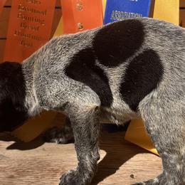 Girl 4 - German Shorthaired Pointer puppy in Buckner, Missouri from Bourbon Creek Kennels