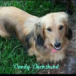 River - Cream Dachshund puppy in Youngsville, Louisiana from Dandy Dachshund