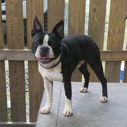Whiskey - Boston Terrier