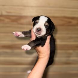 Harbor - Black tri-color male Australian Shepherd puppy in Newton, Mississippi from Bright Star Aussies