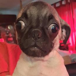 Girl 1 - Fawn female Pug puppy in Gadsden, Alabama from Gadsden Pugs