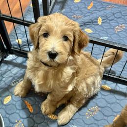 Charlie Brown (Black Collar) - Cream male Goldendoodle puppy in Bay City, Texas from Charming Doods