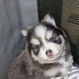 Gruyere (blue)- 2300 - Blue female Pomsky puppy in Spring Hill, Florida from www.PuppyTimeEmporium.com
