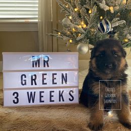 German Shepherd Puppies from Chico's German Shepherds