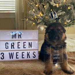 German Shepherd Puppies from Chico's German Shepherds