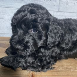 Goldendoodle and Golden Retriever Puppies from Darling Doodles of Licking County