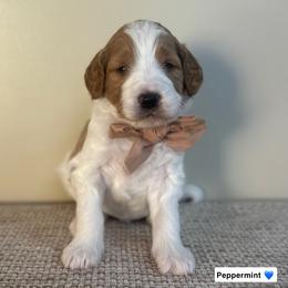 Peppermint - Parti male Goldendoodle puppy in Crothersville, Indiana from Wischmeier’s Doodles