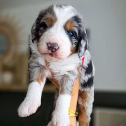 Berry - Blue merle female Bernedoodle puppy in Moses Lake, Washington from Macy Meadows Doodles