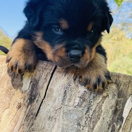 Brown boy - Black and mahogany male Rottweiler puppy in Industry, Illinois from KDKs Kennels