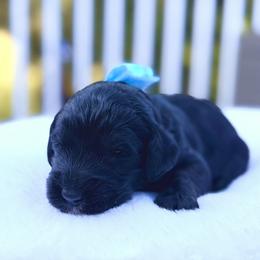 Jerome - Phantom male Goldendoodle puppy in Rainier, Oregon from Beaver Springs Puppies