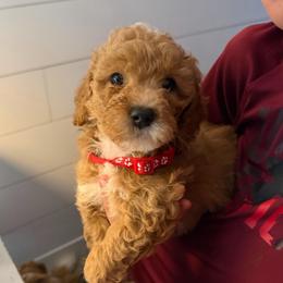 Red boy - Red  male Goldendoodle puppy in Cedar Springs, Michigan from Pecks Oodle Doodles