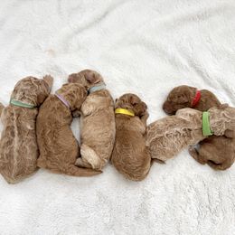 Goldendoodle puppies from Goldendoodle Pals