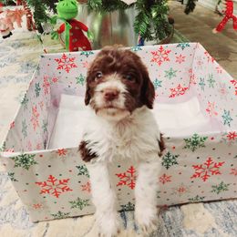 Double Doodle and Labradoodle Puppies from Delightfully Double Doodles