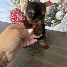 Luna 1Lbs - Black and tan female Yorkshire Terrier puppy in Cape Coral, Florida from Ruby the poodle
