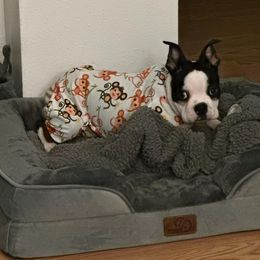 Boston Terrier Puppies from I Love Pups