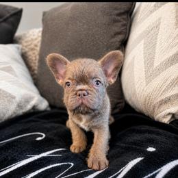 French Bulldog Puppies from Roberto Amador