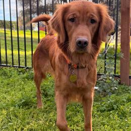 M.J - Golden Retriever