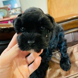 Girl 2 - Black female Miniature Schnauzer puppy in Malvern, Arkansas from Deep South Miniature Schnauzers