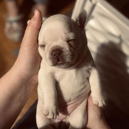 French Bulldog Puppies from Bailey French Bulldogs