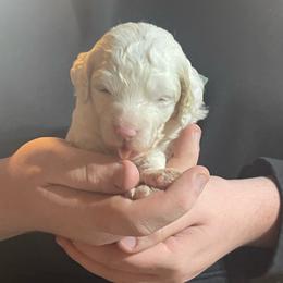 Light blue collar - Cream female Goldendoodle puppy in Mc Cook, Nebraska from Powers Doodles
