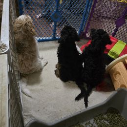 Poodle puppies from Doo a Little Doodle