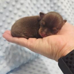 Boy 1 - Chocolate and tan male Chihuahua puppy in Richmond, Virginia from Breens