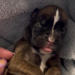 Girl 1 - Fawn female Boxer puppy in Graham, Washington from Precious Paws Boxer puppies in WA