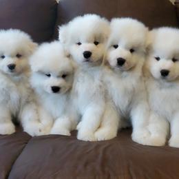 Samoyed Puppies from Limelight Samoyeds