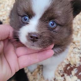 Chocolate and white female 1 - Chocolate female Pomsky puppy in Gladstone, Virginia from Rustic Charms Miniature Huskys