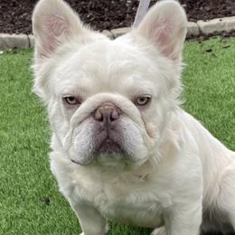 Pressure - French Bulldog